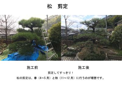 松の剪定は、春(4~5月)と秋(11~12月)に行うのが理想です。